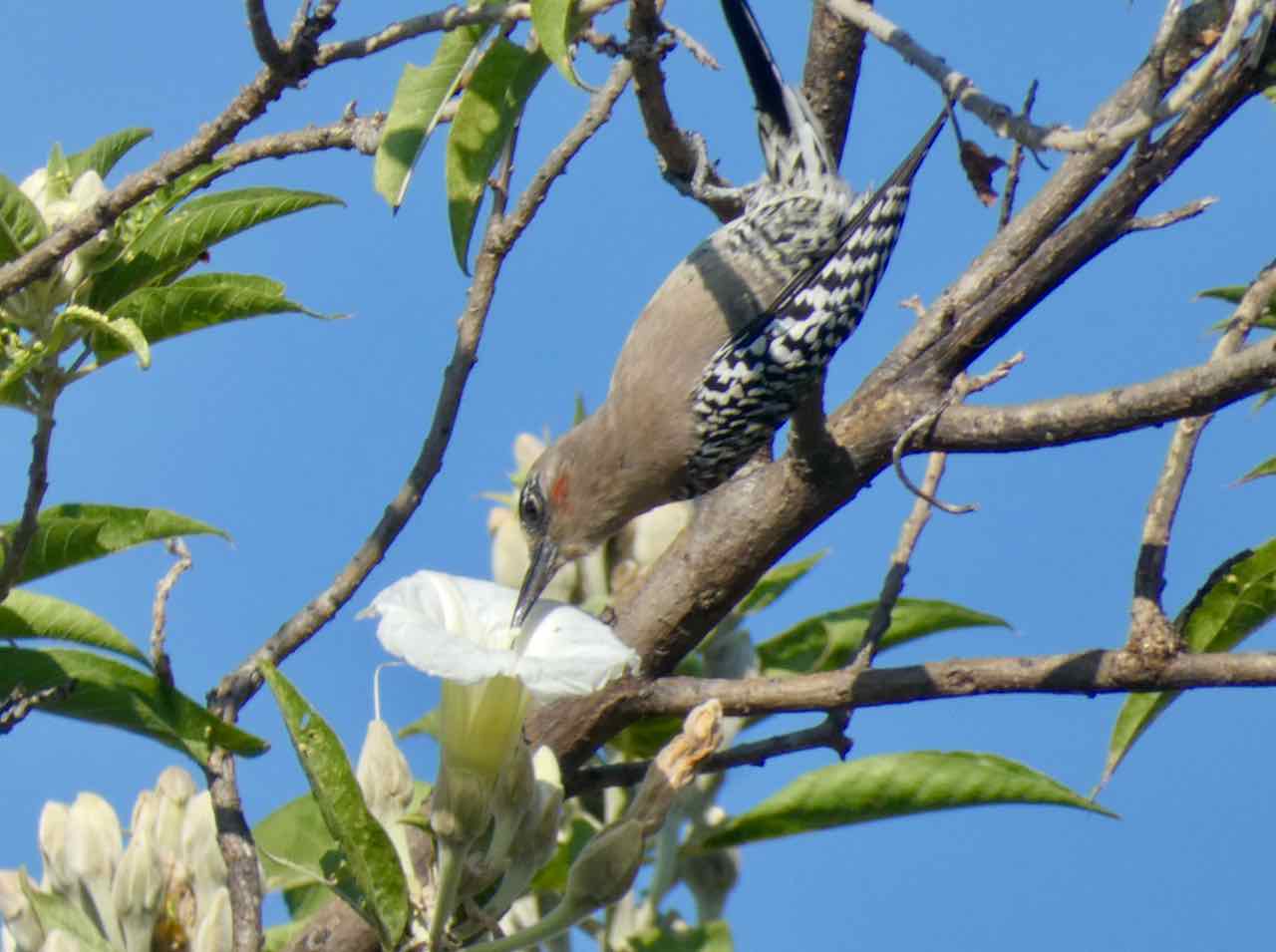 Gray-breasted Woodpecker