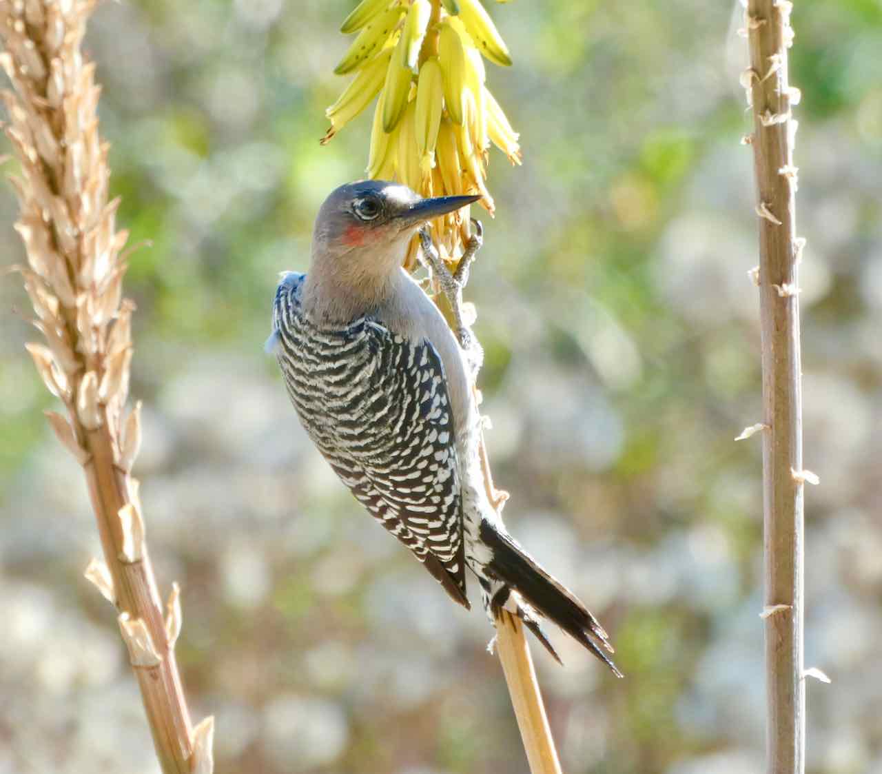 Gray-breasted woodpecker at Rancho Pitaya