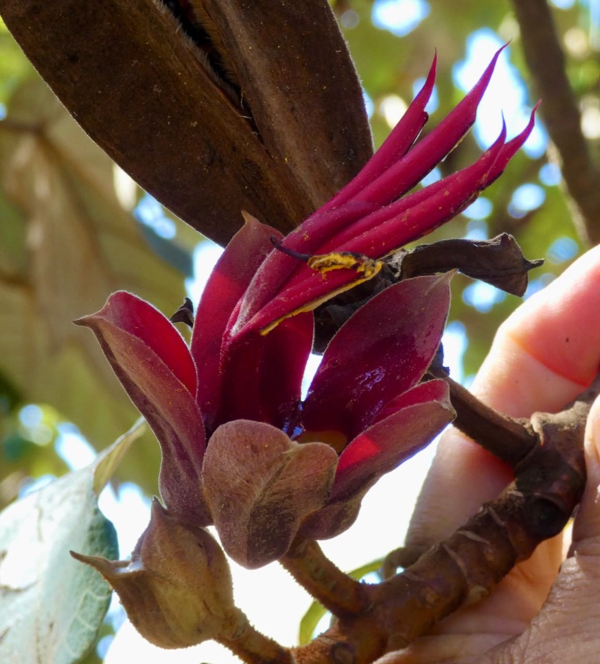 The hand-shaped flower of Manita tree holds nectar