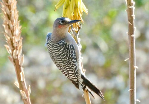 Gray-breasted woodpecker at Rancho Pitaya