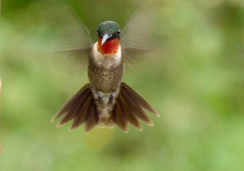 The amazing 2 inch tall Ruby-throated